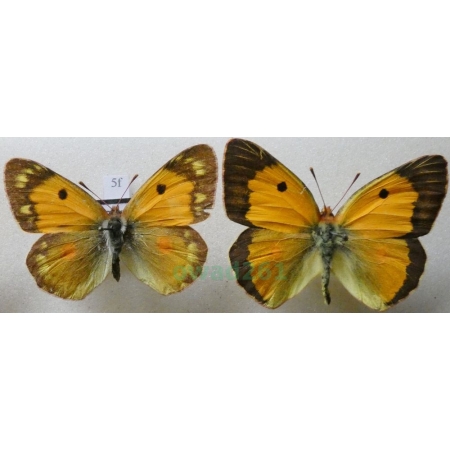 Colias croceus (Geoffroy, 1785) pair Szlaczkoń sylwetnik Czech5f